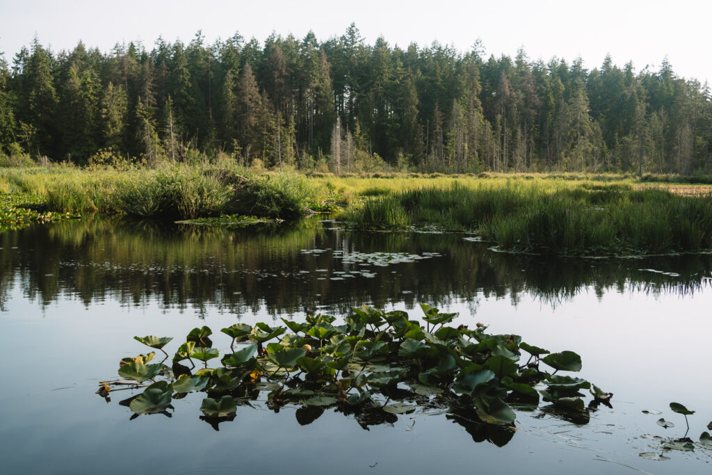 View of Beaver Lake and the surrounding forest along the Beaver Lake Trail in Stanley Park