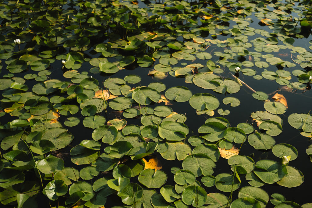 Lilly pads on Beaver Lake as seen from the Beaver lake Trail in Stanley Park