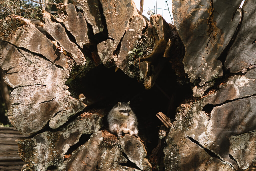 Raccoon perched inside a hollow tree trunk in Stanley Park Vancouver