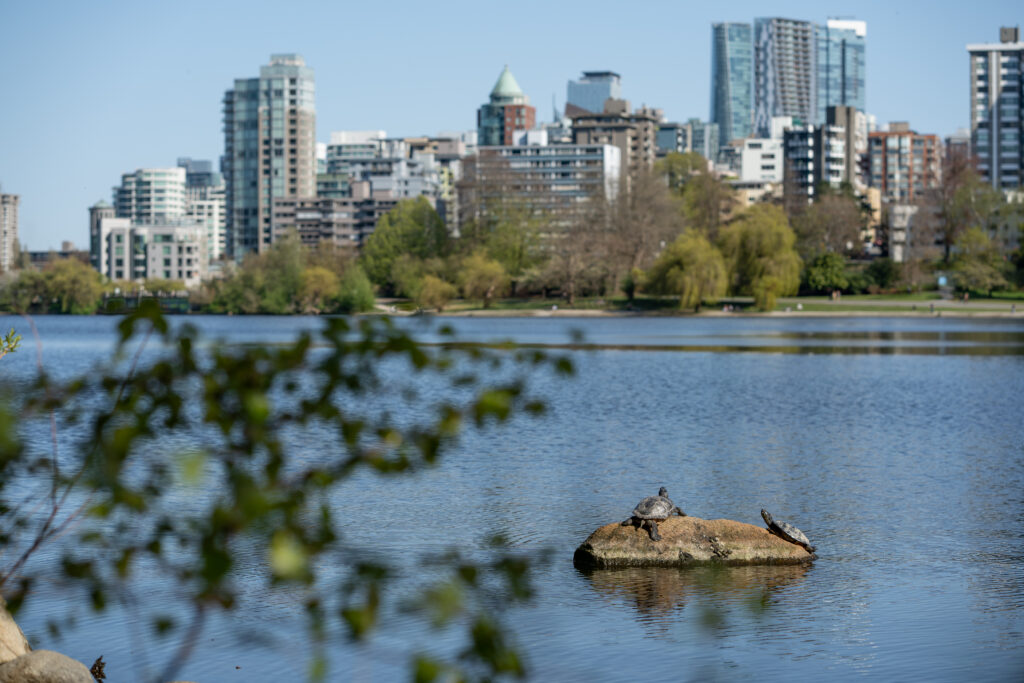 Two tortoises basking on a rock in Lost Lagoon, with the Vancouver cityscape in the background