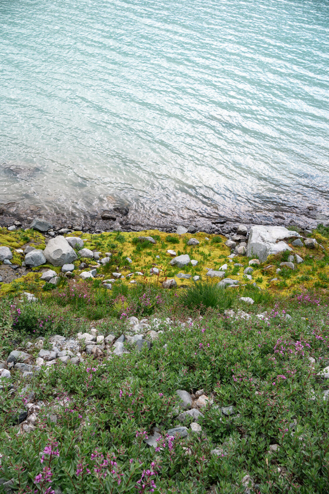 Artistic photo featuring the vibrant colors of Wedgemount Lake above and a lush landscape with moss, rocks, and purple flowers below