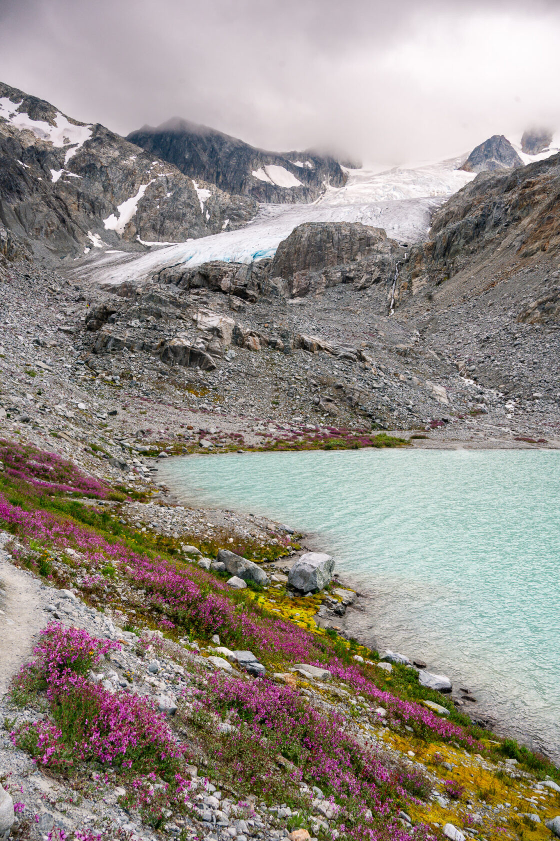 Artistic composition capturing the beauty of Tupper Lake, the majestic Wedgemount Glacier, and a bed of vibrant heather blooms