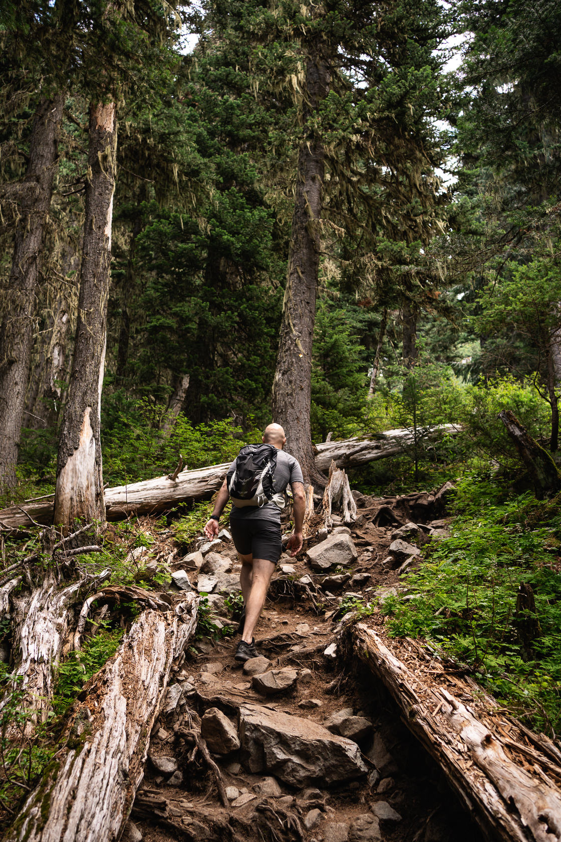 A hiker making his way uphill along a forest trail