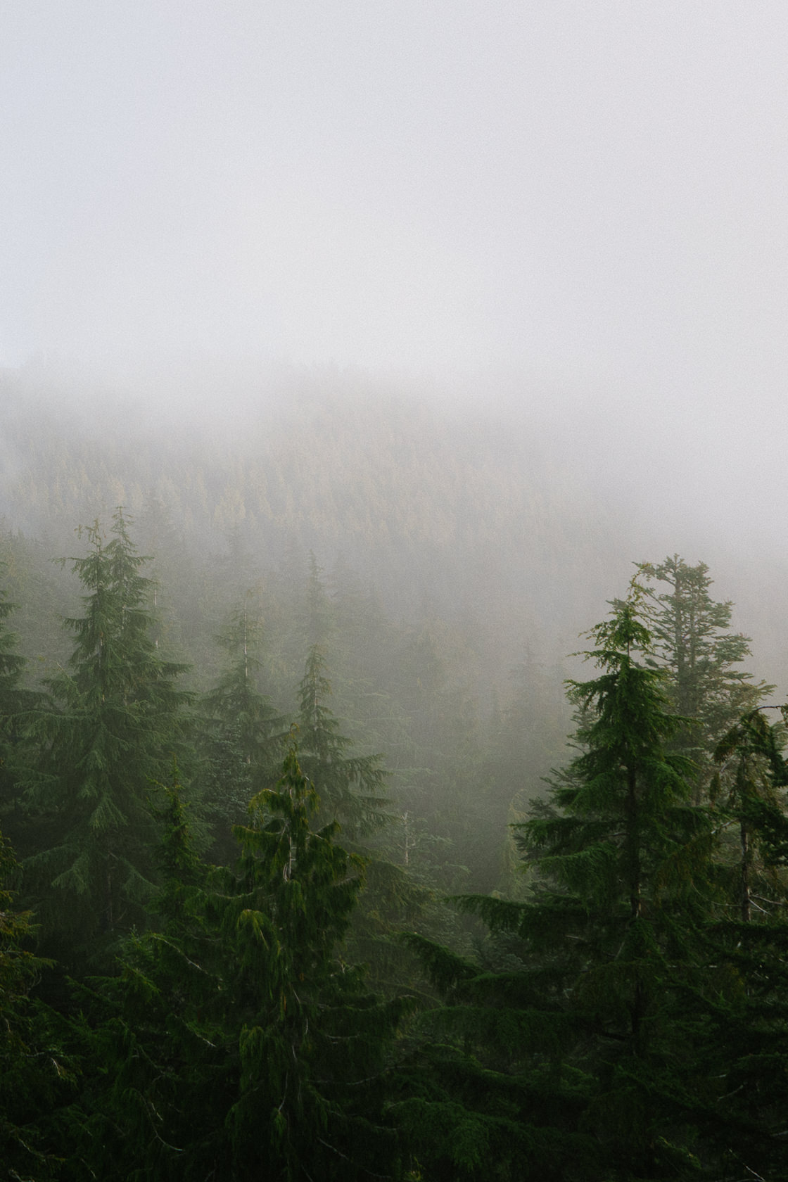 tree tops covered in clouds