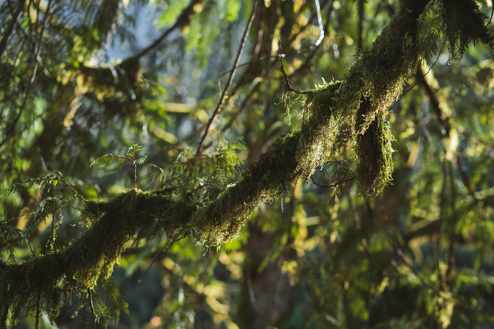 moss on an old-growth tree in Bridal Veil Falls Provincial Park