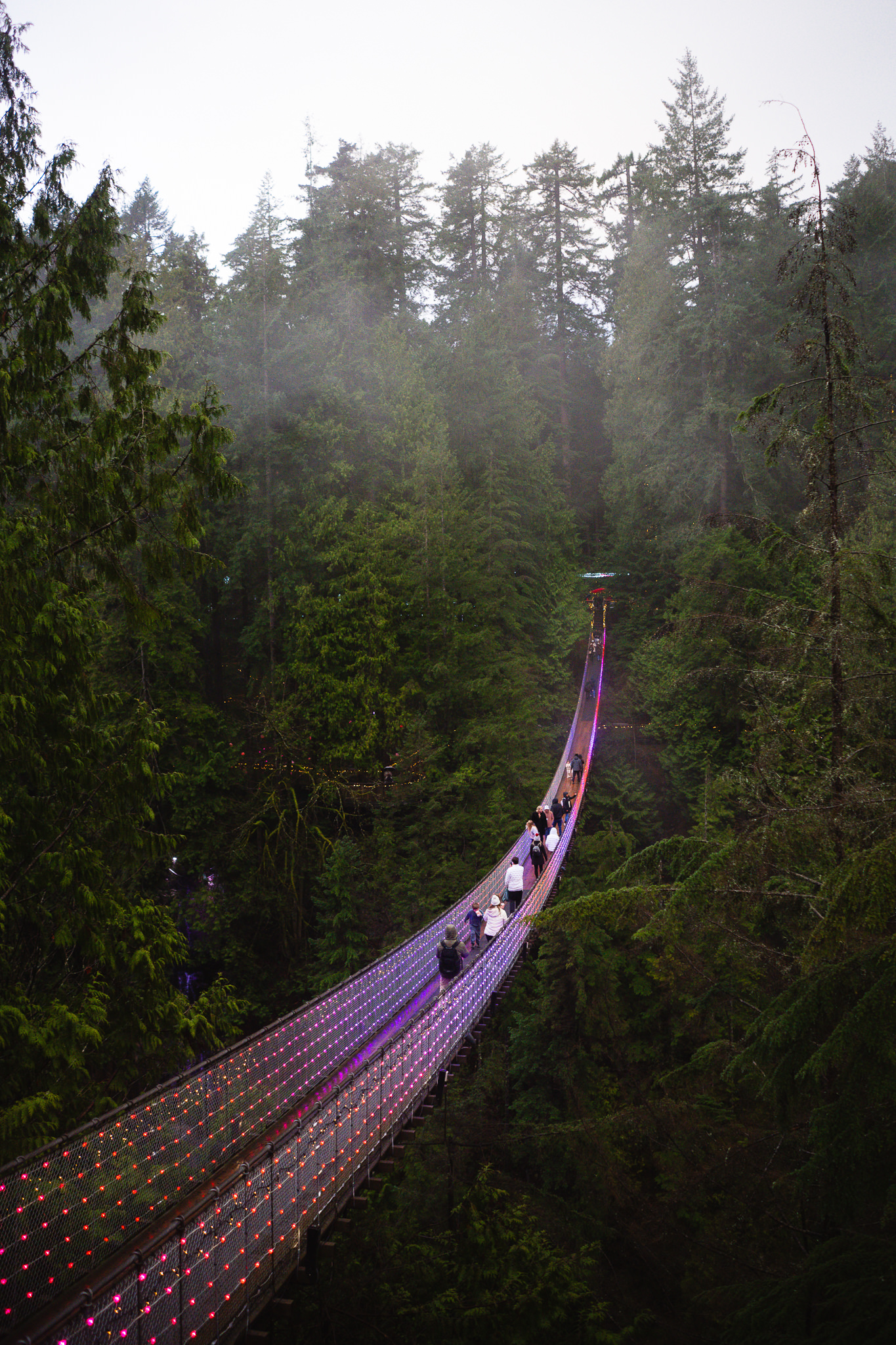 Capilano suspension bridge covered in pink lights