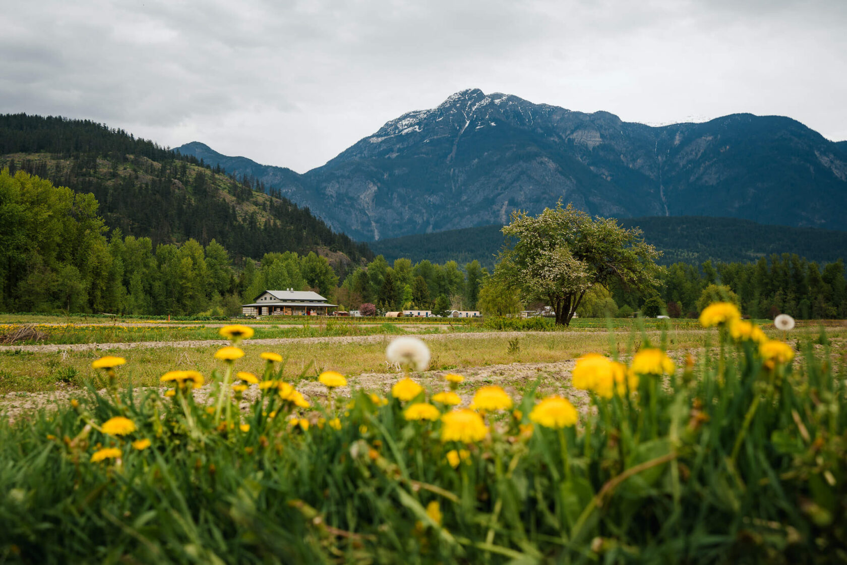 Mountains and fields of yellow flowers surrounding North Arm Farm