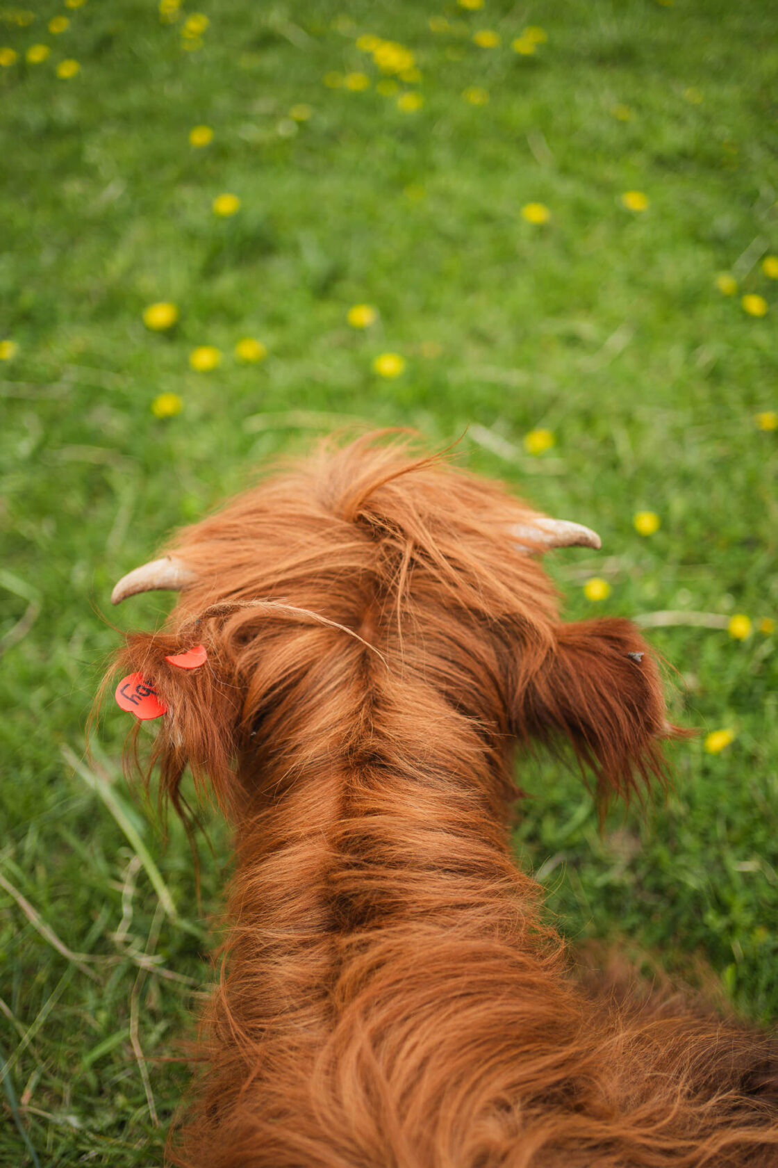 cow's head against green field