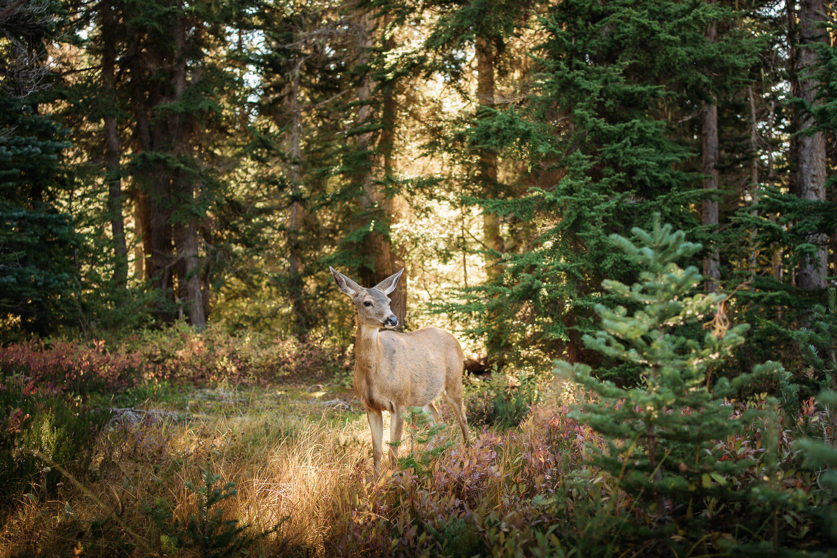 lone deer in the forest at Taylor Meadows campsite