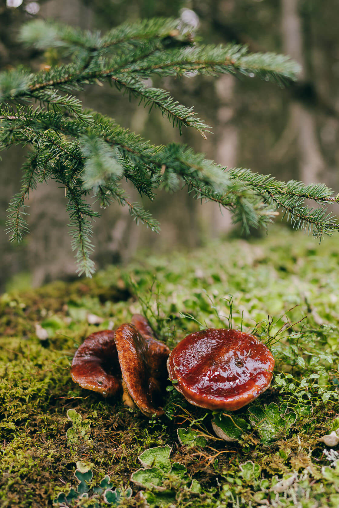 Mushrooms on the trail to Lake O'Hara